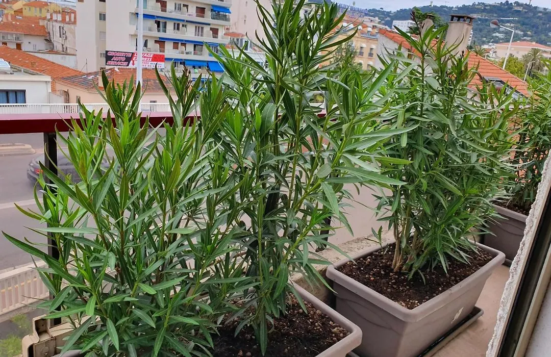 Hotel Brimer Cannes-1